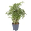 Polyscias Fruticosa 'Hawaiian Ming', Topf-Ø 17 Cm, Höhe Ca. 70 Cm 1 Polyscias Fruticosa 'Hawaiian Ming', Topf-Ø 17 Cm, Höhe Ca. 70 Cm -Gartenprodukte 0220107718 polyscias fruticosa hawaiian ming 17 cm 70 cm 1