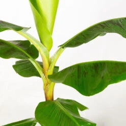 Bananenpflanze 'Dwarf Cavendish' Im Korb Gaby, Topf-Ø 21 Cm, H: Ca. 60-80 Cm 9 Bananenpflanze 'Dwarf Cavendish' Im Korb Gaby, Topf-Ø 21 Cm, H: Ca. 60-80 Cm -Gartenprodukte 0220108142 Musa Dwarf Cavendish im Dekokorb Gaby T21 WS 3 94187