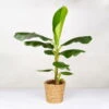 Bananenpflanze 'Dwarf Cavendish' Im Korb Gaby, Topf-Ø 21 Cm, H: Ca. 60-80 Cm -Gartenprodukte 0220108142 Musa Dwarf Cavendish im Dekokorb Gaby T21 WS 8 120936