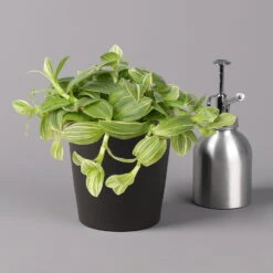 Dreimasterblume In Keramiktopf Anthrazit, N. Verfügbarkeit, Topf-Ø 12cm, 3er-Set -Gartenprodukte 0220108390 0220108392 Tradescantia Mixin Topf Dallas anthrazit 12cmT 1 123822