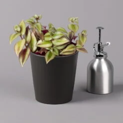 Dreimasterblume In Keramiktopf Anthrazit, N. Verfügbarkeit, Topf-Ø 12cm, 3er-Set -Gartenprodukte 0220108390 0220108392 Tradescantia Mixin Topf Dallas anthrazit 12cmT2 123819