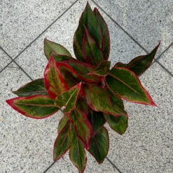 Aglaonema 'Crete', Mit Übertopf Dallas Weiß, Topf-Ø 12 Cm -Gartenprodukte 0220108451 T12 0220108597 Aglaonema Crete Dallas weiss 14cm 7 125628