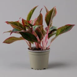 Aglaonema 'Crete', Mit Übertopf Dallas Weiß, Topf-Ø 12 Cm -Gartenprodukte 0220108451 T12 0220108597 Aglaonema Crete Dallas weiss 14cm f 126164