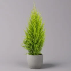 Zimmerzypresse 'Goldcrest Wilma', Topf-Ø 13 Cm, 3er-Set 9 Zimmerzypresse 'Goldcrest Wilma', Topf-Ø 13 Cm, 3er-Set -Gartenprodukte 0220108501 Cupressus Goldcrest Wilma 13cm 3er set z1 116546