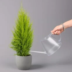 Zimmerzypresse 'Goldcrest Wilma', Topf-Ø 13 Cm, 3er-Set 8 Zimmerzypresse 'Goldcrest Wilma', Topf-Ø 13 Cm, 3er-Set -Gartenprodukte 0220108501 Cupressus Goldcrest Wilma 13cm 3er set z2 116545