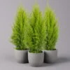 Zimmerzypresse 'Goldcrest Wilma', Topf-Ø 13 Cm, 3er-Set -Gartenprodukte 0220108501 Cupressus Goldcrest Wilma 13cm 3er set z 116544