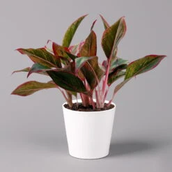 Aglaonema 'Crete', Mit Übertopf Dallas Weiß, Topf-Ø 12 Cm -Gartenprodukte 0220108597 Aglaonema Crete Dallas weiss 14cm f 126189