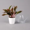 Aglaonema 'Crete', Mit Übertopf Dallas Weiß, Topf-Ø 12 Cm -Gartenprodukte 0220108597 Aglaonema Crete Dallas weiss 14cm t 126190