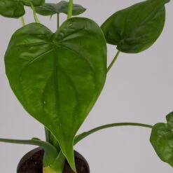 Alocasia 'Cucullata', Topf-Ø 17 Cm, Höhe Ca. 65 Cm -Gartenprodukte 0220110083 Alocasia Cucullata 1