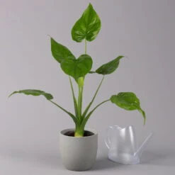 Alocasia 'Cucullata', Topf-Ø 17 Cm, Höhe Ca. 65 Cm -Gartenprodukte 0220110083 Alocasia Cucullata 22