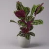 Calathea 'Medallion', Topf-Ø 19 Cm, Höhe Ca. 85 Cm 2 Calathea 'Medallion', Topf-Ø 19 Cm, Höhe Ca. 85 Cm -Gartenprodukte 0220160008 Calathea Medaillon 19cm 1 109547