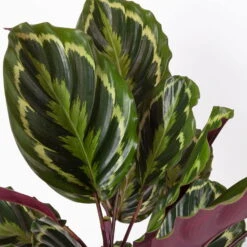 Calathea 'Medallion', Topf-Ø 19 Cm, Höhe Ca. 85 Cm -Gartenprodukte 0220160008 Calathea Medaillon 19cm 4 109550