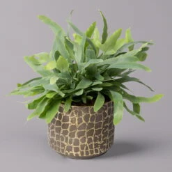 Phlebodium Aureum Mit Übertopf Goldprint, Topf-Ø 12 Cm, Höhe Ca. 30 Cm, 2er-Set 10 Phlebodium Aureum Mit Übertopf Goldprint, Topf-Ø 12 Cm, Höhe Ca. 30 Cm, 2er-Set -Gartenprodukte 0220190172 Phlebodium in Keramiktopf Goldprint 12cmT H30cm 2er Set Bunnik 1 117644