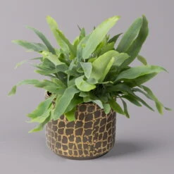 Phlebodium Aureum Mit Übertopf Goldprint, Topf-Ø 12 Cm, Höhe Ca. 30 Cm, 2er-Set 12 Phlebodium Aureum Mit Übertopf Goldprint, Topf-Ø 12 Cm, Höhe Ca. 30 Cm, 2er-Set -Gartenprodukte 0220190172 Phlebodium in Keramiktopf Goldprint 12cmT H30cm 2er Set Bunnik 3 117643