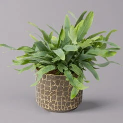 Phlebodium Aureum Mit Übertopf Goldprint, Topf-Ø 12 Cm, Höhe Ca. 30 Cm, 2er-Set 13 Phlebodium Aureum Mit Übertopf Goldprint, Topf-Ø 12 Cm, Höhe Ca. 30 Cm, 2er-Set -Gartenprodukte 0220190172 Phlebodium in Keramiktopf Goldprint 12cmT H30cm 2er Set Bunnik 4 117646