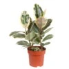 Gummibaum 'Tineke', Topf-Ø 19 Cm, Höhe Ca. 55 Cm -Gartenprodukte 0220750529 Ficus elastica Tineke 19 cm Topf Hoehe 55 cm