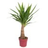 Palmlilie 'Maya Tree', Topf-Ø 21 Cm, Höhe Ca. 90 Cm -Gartenprodukte 0220850012 Yucca eleph Maya Tree 21cm Topf Hoehe 90cm