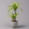 Duftender Drachenbaum 'Lemon Lime', Topf-Ø 17 Cm, 2er Tuff, Höhe Ca. 65 Cm -Gartenprodukte 0221100047 Dracaena d Lemon Lime 17cm 1