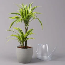 Duftender Drachenbaum 'Lemon Lime', Topf-Ø 17 Cm, 2er Tuff, Höhe Ca. 65 Cm -Gartenprodukte 0221100047 Dracaena d Lemon Lime 17cm 3