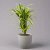 Duftender Drachenbaum 'Lemon Lime', Topf-Ø 21 Cm, Verzweigt, Höhe Ca. 70 Cm -Gartenprodukte 0221300035 Dracaena fragr Lemon Lime verzweigt 21cm 1