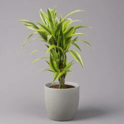 Duftender Drachenbaum 'Lemon Lime', Topf-Ø 21 Cm, Verzweigt, Höhe Ca. 70 Cm