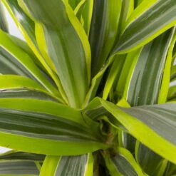 Duftender Drachenbaum 'Lemon Lime', Topf-Ø 21 Cm, Verzweigt, Höhe Ca. 70 Cm -Gartenprodukte 0221300035 Dracaena fragr Lemon Lime verzweigt 21cm 4