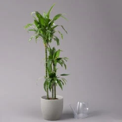 Duftender Drachenbaum 'Janet Craig', Topf-Ø 24 Cm, , Höhe Ca. 150 Cm -Gartenprodukte 0221400005 Dracaena frag Janet Craig 24cm 3