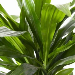 Duftender Drachenbaum 'Janet Craig', Topf-Ø 24 Cm, , Höhe Ca. 150 Cm -Gartenprodukte 0221400005 Dracaena frag Janet Craig 24cm 4