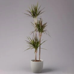 Gerandeter Drachenbaum 'Magenta', Topf-Ø 24 Cm, Höhe Ca. 150 Cm