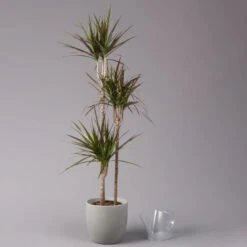 Gerandeter Drachenbaum 'Magenta', Topf-Ø 24 Cm, Höhe Ca. 150 Cm -Gartenprodukte 0221400036 Dracaena marginata Magenta Tuff 24cm 3