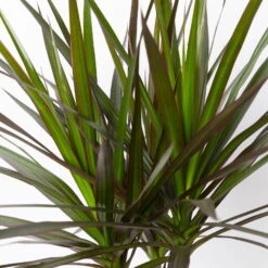 Gerandeter Drachenbaum 'Magenta', Topf-Ø 24 Cm, Höhe Ca. 150 Cm -Gartenprodukte 0221400036 Dracaena marginata Magenta Tuff 24cm 4