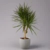 Gerandeter Drachenbaum, Verzweigt, Topf-Ø 27 Cm, Höhe Ca. 130 Cm -Gartenprodukte 0221500038 Dracaena marginata verzweigt 27cm 1