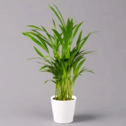 Goldfruchtpalme In Keramiktopf Weiß, Topf-Ø 13 Cm, Höhe Ca. 20-30 Cm, 3er-Set -Gartenprodukte 0222200028 Dypsis lutescens Dalls weiss 3er Set 12