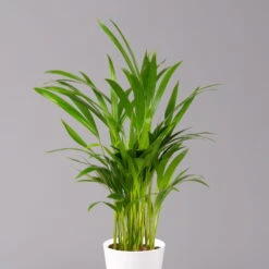 Goldfruchtpalme In Keramiktopf Weiß, Topf-Ø 13 Cm, Höhe Ca. 20-30 Cm, 3er-Set -Gartenprodukte 0222200028 Dypsis lutescens Dalls weiss 3er Set 22