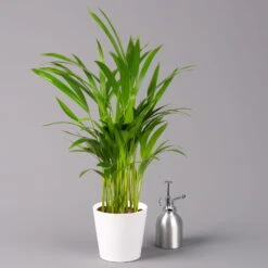 Goldfruchtpalme In Keramiktopf Weiß, Topf-Ø 13 Cm, Höhe Ca. 20-30 Cm, 3er-Set -Gartenprodukte 0222200028 Dypsis lutescens Dalls weiss 3er Set 32