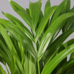 Goldfruchtpalme In Keramiktopf Weiß, Topf-Ø 13 Cm, Höhe Ca. 20-30 Cm, 3er-Set -Gartenprodukte 0222200028 Dypsis lutescens Dalls weiss 3er Set 42