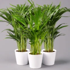 Goldfruchtpalme In Keramiktopf Weiß, Topf-Ø 13 Cm, Höhe Ca. 20-30 Cm, 3er-Set -Gartenprodukte 0222200028 Dypsis lutescens Dalls weiss 3er Set2