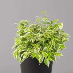 Birkenfeige 'Kinky' In Keramiktopf Dallas Anthrazit, Topf-Ø 12 Cm, 2er-Set -Gartenprodukte 0223100072 Ficus benj Kinky Dallas anthrazit 2