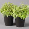 Birkenfeige 'Kinky' In Keramiktopf Dallas Anthrazit, Topf-Ø 12 Cm, 2er-Set 1 Birkenfeige 'Kinky' In Keramiktopf Dallas Anthrazit, Topf-Ø 12 Cm, 2er-Set -Gartenprodukte 0223100072 Ficus benj Kinky Dallas anthrazit 2er Set2