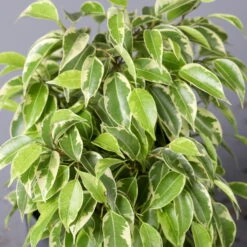 Birkenfeige 'Kinky' In Keramiktopf Dallas Anthrazit, Topf-Ø 12 Cm, 2er-Set -Gartenprodukte 0223100072 Ficus benj Kinky Dallas anthrazit 4