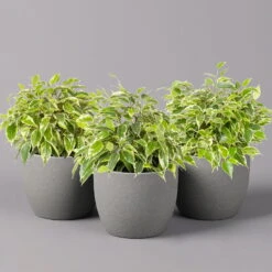 Birkenfeige 'Kinky', Topf-Ø 12 Cm, Höhe Ca. 25 Cm, 3er-Set