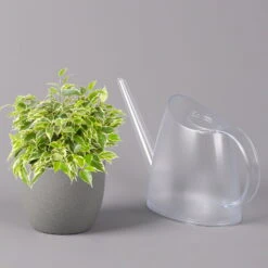 Birkenfeige 'Kinky', Topf-Ø 12 Cm, Höhe Ca. 25 Cm, 3er-Set -Gartenprodukte 0223100073 Ficus benj Kinky T12 3er Set 42