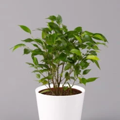 Birkenfeige 'Natasja' Inkl. Übertopf Weiß, Topf-Ø 12 Cm, Höhe Ca. 25 Cm, 2er-Set -Gartenprodukte 0223100079 Ficus benj Natasja im Topf Dallas weiss 2