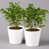Birkenfeige 'Natasja' Inkl. Übertopf Weiß, Topf-Ø 12 Cm, Höhe Ca. 25 Cm, 2er-Set -Gartenprodukte 0223100079 Ficus benj Natasja im Topf Dallas weiss 2er Set2