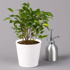 Birkenfeige 'Natasja' Inkl. Übertopf Weiß, Topf-Ø 12 Cm, Höhe Ca. 25 Cm, 2er-Set -Gartenprodukte 0223100079 Ficus benj Natasja im Topf Dallas weiss 3