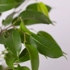 Birkenfeige 'Natasja' Inkl. Übertopf Weiß, Topf-Ø 12 Cm, Höhe Ca. 25 Cm, 2er-Set -Gartenprodukte 0223100079 Ficus benj Natasja im Topf Dallas weiss 4