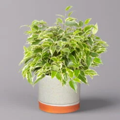 Birkenfeige 'Kinky' In Keramiktopf Lauren Grün, Topf-Ø 12 Cm, Höhe Ca. 26 Cm