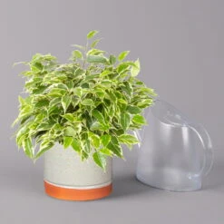 Birkenfeige 'Kinky' In Keramiktopf Lauren Grün, Topf-Ø 12 Cm, Höhe Ca. 26 Cm -Gartenprodukte 0223100089 Ficus benj Kinky in Uebertopf Lauren gruen 3