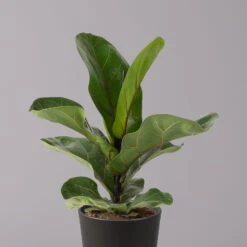 Geigenfeige 'Bambino'', Topf-Ø 12cm, Mit Übertopf Dallas Anthrazit, 2er-Set -Gartenprodukte 0223300044 Ficus lyr Bambino im Topf Dallas anthr 2
