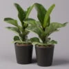 Geigenfeige 'Bambino'', Topf-Ø 12cm, Mit Übertopf Dallas Anthrazit, 2er-Set -Gartenprodukte 0223300044 Ficus lyr Bambino im Topf Dallas anthr 2er Set2